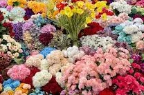 مجموعه کامل «تحلیل بازار گل در ایران و جهان با نگاه به فرصت‌ها و چالش‌های بازار گل در ایران»