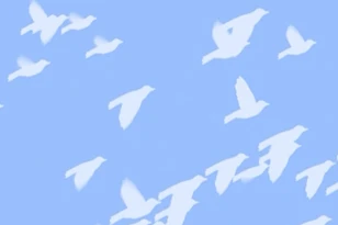 پرواز پرندگان سفیدبال کروماکی صفحه آبی