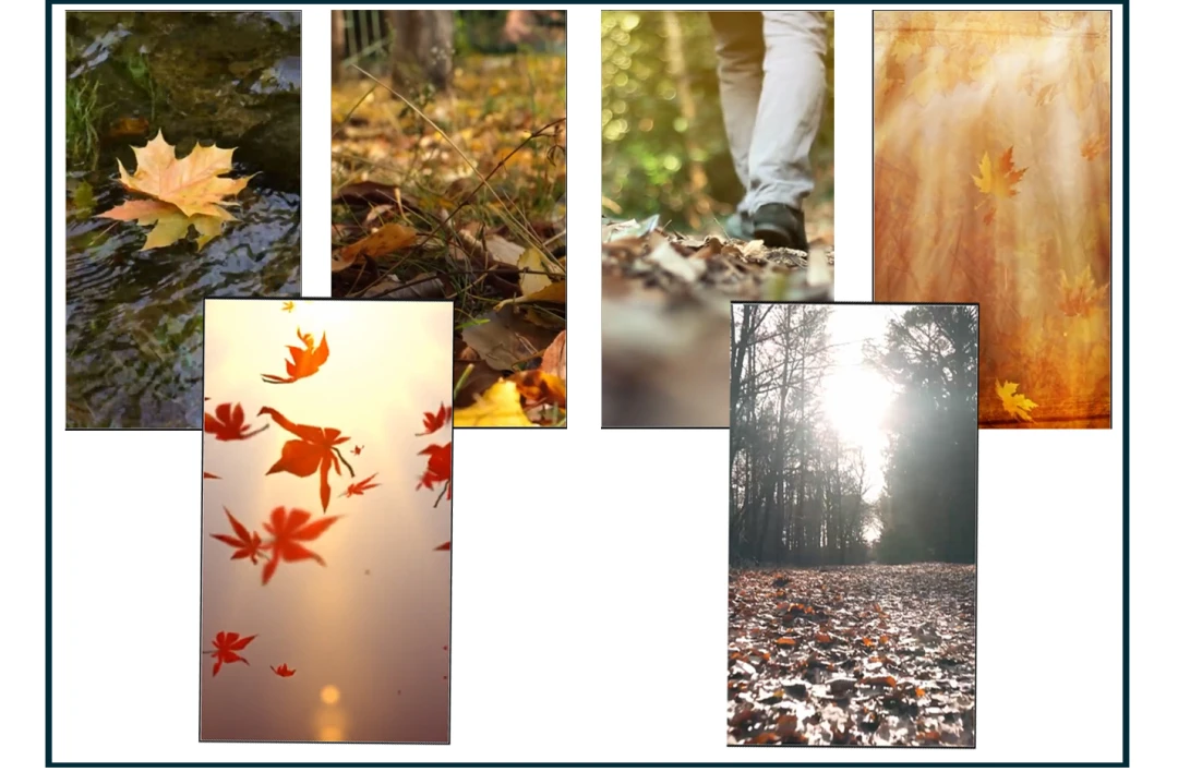 10عددویدیو زیبا از پاییز و برگ ریزان برای ساخت استوری و ریلز اینستاگرام