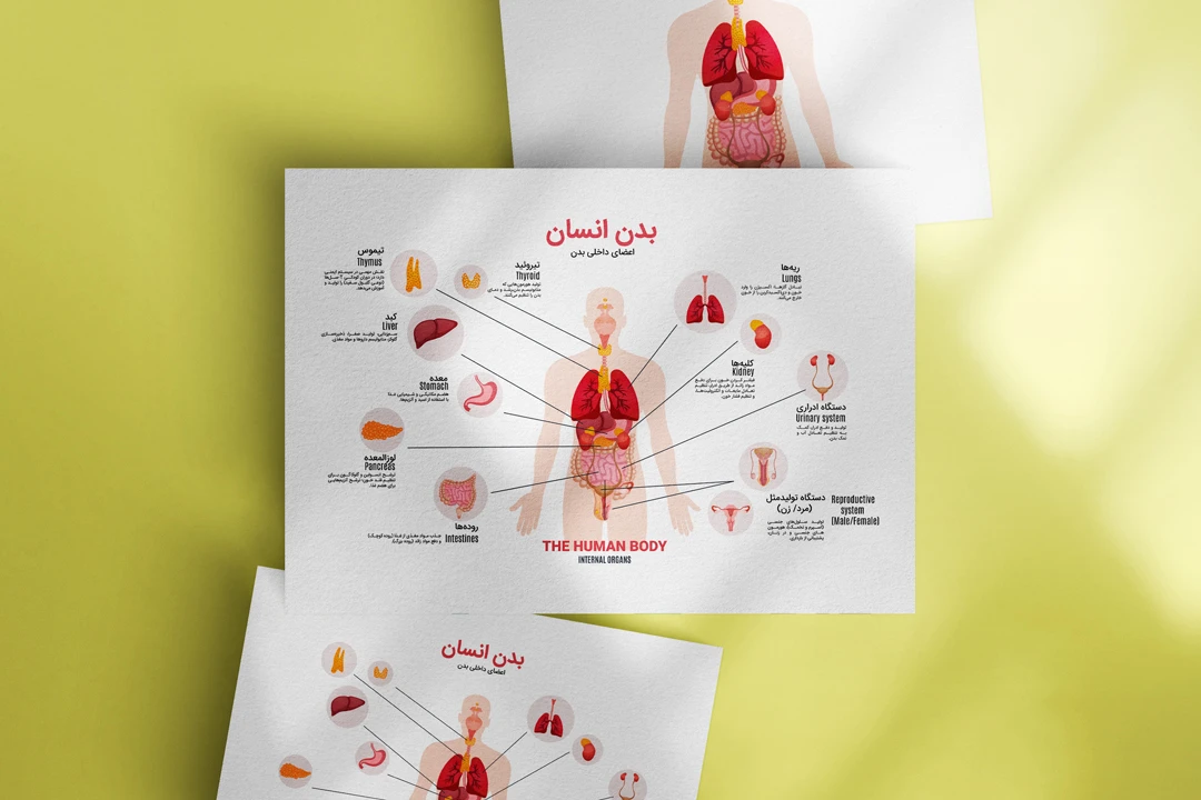 مجموعه وکتور اعضای داخلی بدن انسان با توضیحات | فرمتهای JPEG, PNG, PDF, AI