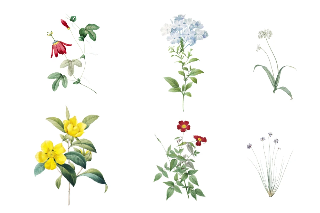 مجموعه وکتور گل های زیبا رز طرح لایه باز فتوشاپ