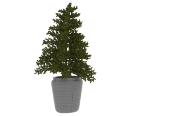 plant2