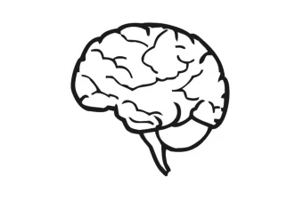 وکتور مغز انسان