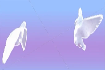 پرواز دو کبوتر سفیدبال زیبا به سمت آسمان