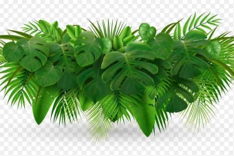 تصویر برگ وکتور