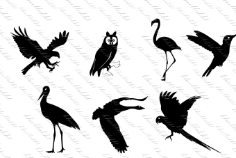 دانلود طرح وکتور پرنده هایی همچون عقاب و جغد و طوطی و غاز و حواصیل و لک لک و مرغ مگس خوار