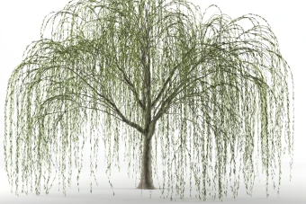 ابجکت درخت سرو