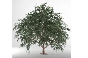 ابجکت درخت تابستانی
