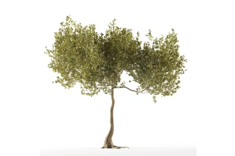 درخت شماره 5