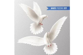 تصویر وکتور کبوتر