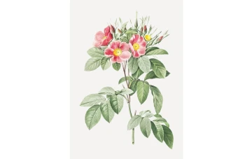 وکتور بوته گل(شاخه گل) بدون پس زمینه لایه باز و قابل ویرایش