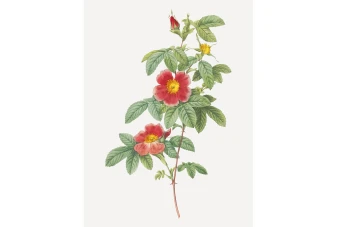 وکتور بوته گل(شاخه گل) بدون پس زمینه لایه باز و قابل ویرایش