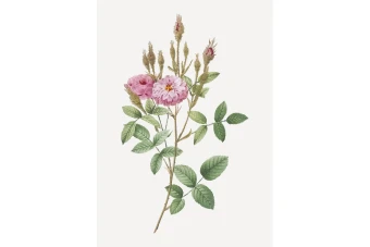 وکتور بوته گل(شاخه گل) بدون پس زمینه لایه باز و قابل ویرایش