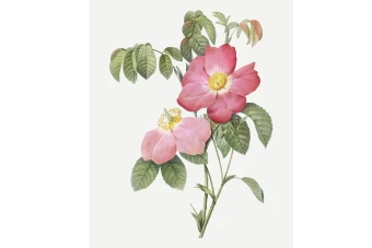 وکتور بوته گل(شاخه گل) بدون پس زمینه لایه باز و قابل ویرایش