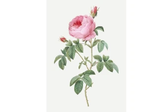 وکتور بوته گل(شاخه گل) بدون پس زمینه لایه باز و قابل ویرایش