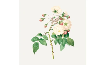 وکتور بوته گل(شاخه گل) بدون پس زمینه لایه باز و قابل ویرایش