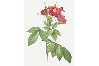 وکتور بوته گل(شاخه گل) بدون پس زمینه لایه باز و قابل ویرایش