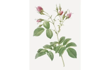 وکتور بوته گل(شاخه گل) بدون پس زمینه لایه باز و قابل ویرایش