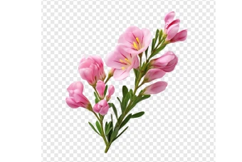 فایل گل و شکوفه بدون پس زمینه با کیفیت بالا