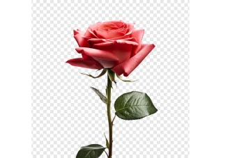 فایل گل رز بدون پس زمینه با کیفیت بالا
