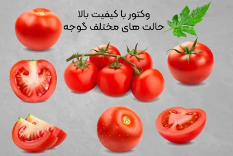 وکتور گوجه با کیفیت بسیار بالا شماره 2