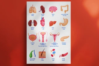 مجموعه وکتور اعضای داخلی بدن انسان | فرمت‌های PNG، AI، Pdf