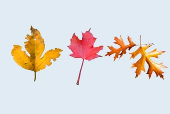 مجموعه وکتور برگ درختان پاییزی طرح لایه باز فتوشاپ