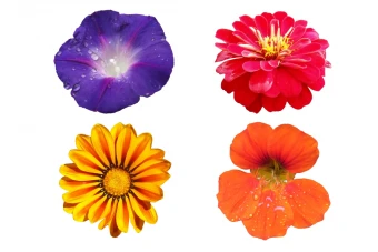 مجموعه وکتور گل های طبیعی برش خورده طرح لایه باز فتوشاپ با کیفیت بسیار بالا