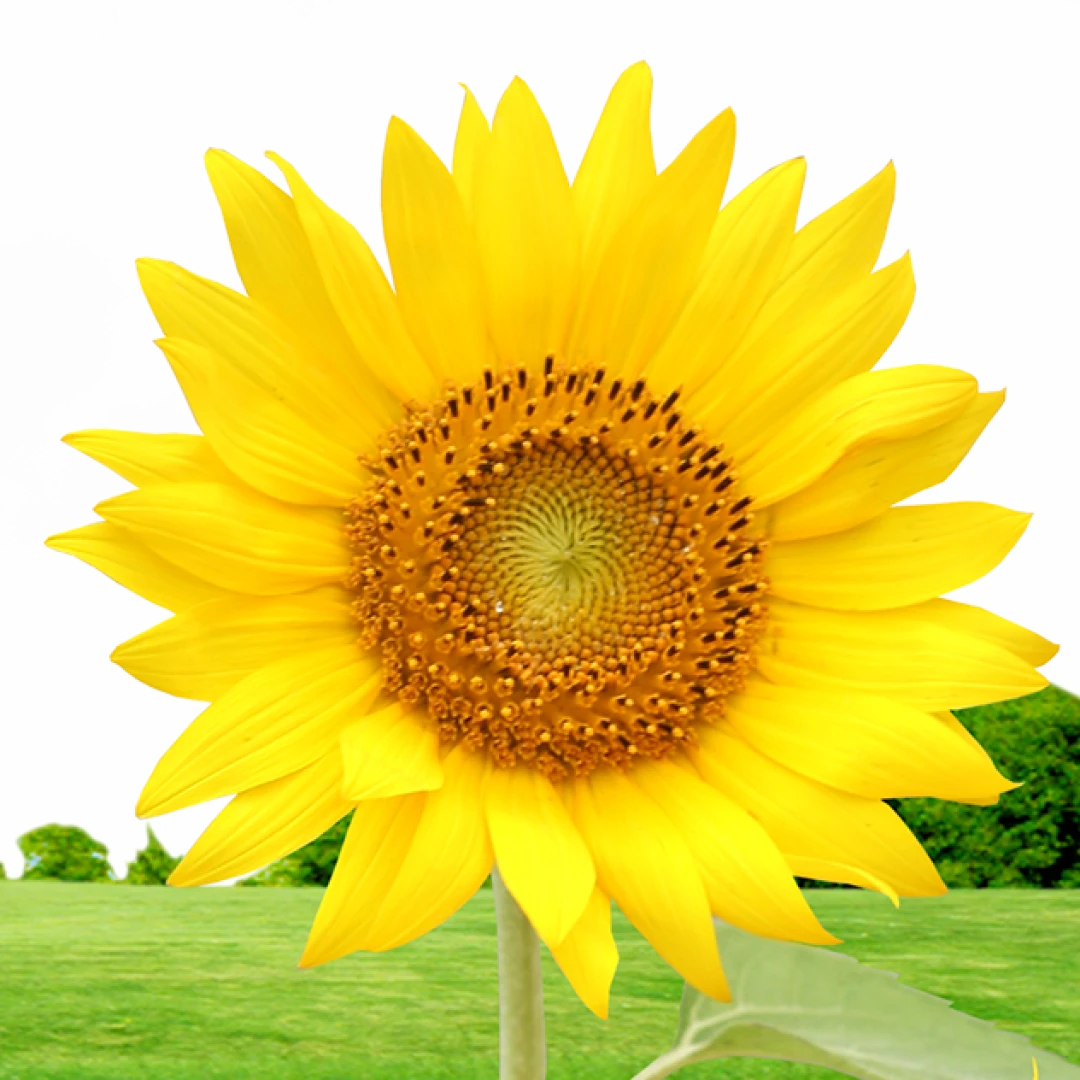 روح اله فروتنی